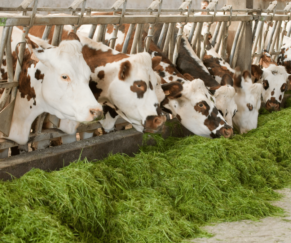 The importance of feed supplements for cattle.