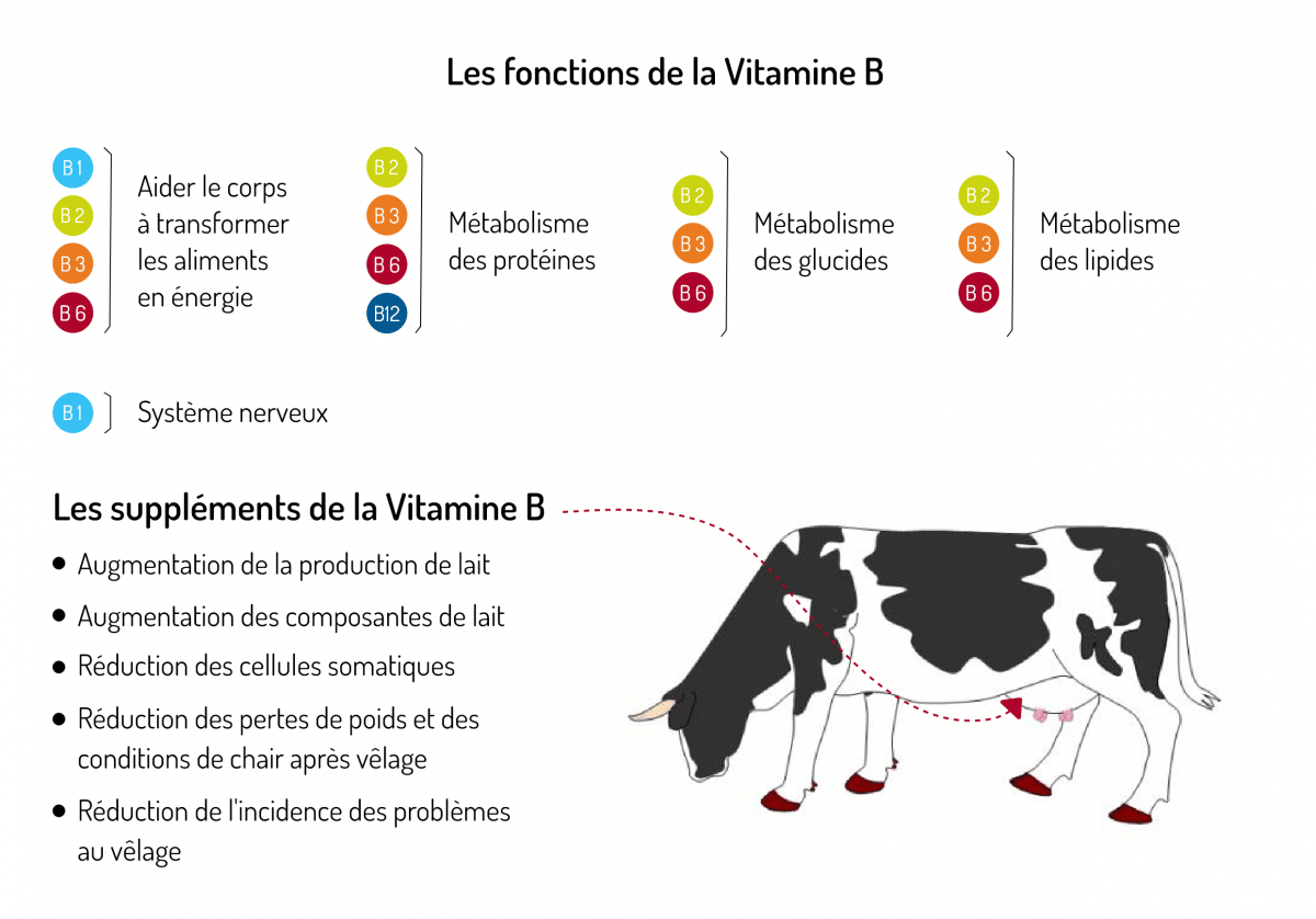 Schéma qui représente les fonctions de la vitamine B sur les bovins