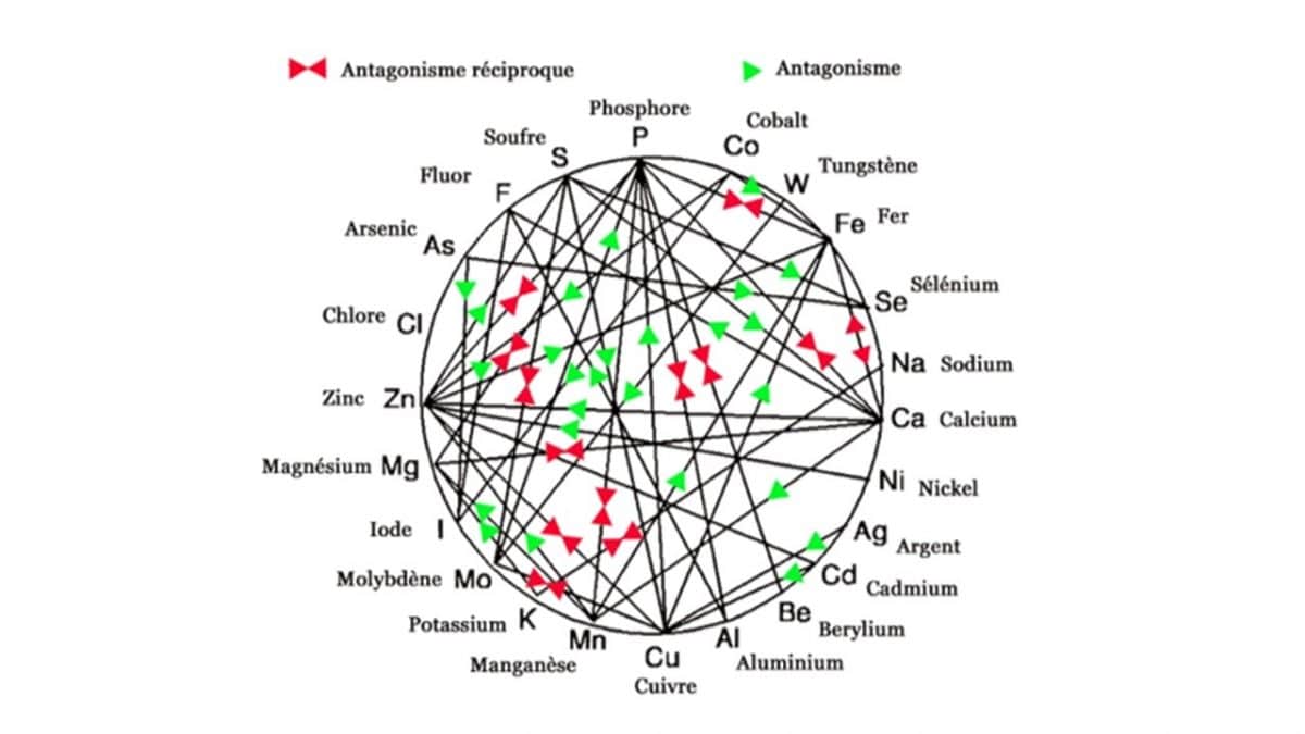 Ce shéma représente l'ensemble des antagonismes entre chaque oligo-éléments