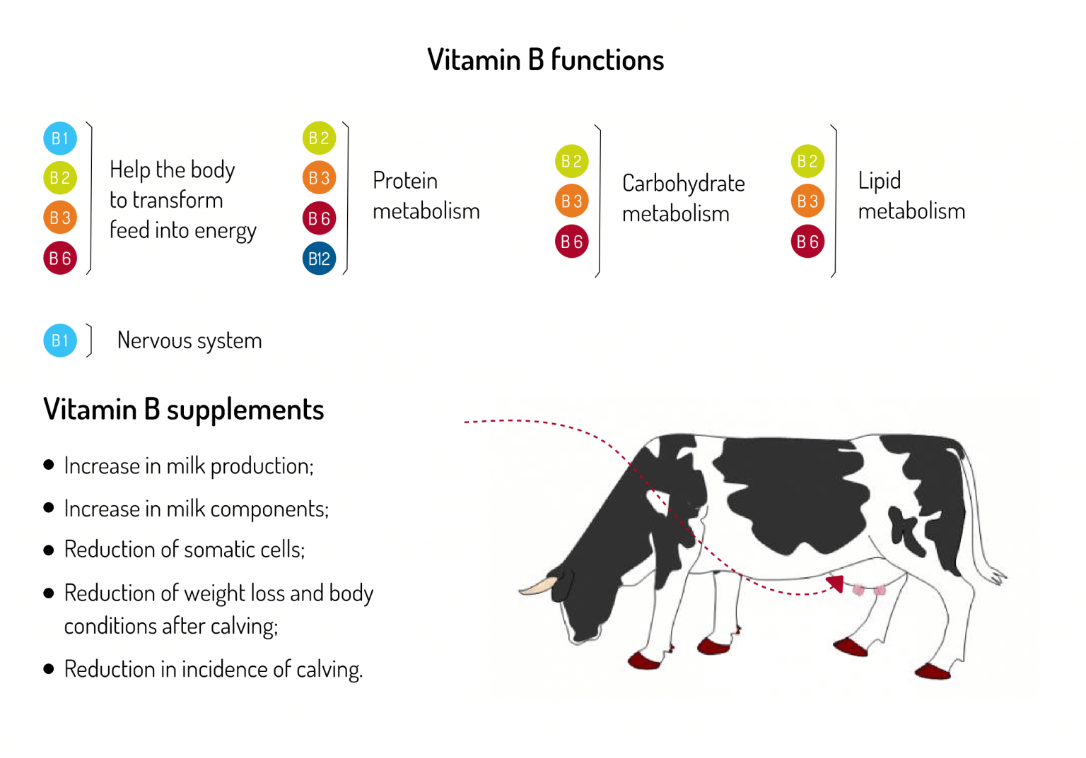 The importance of feed supplements for cattle. Difagri
