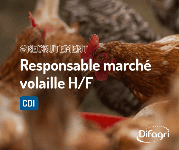 Recrutement Responsable marché volaille chez Difagri